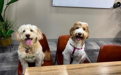 Choosing a Dog Friendly Workplace Can Help You Become More Productive