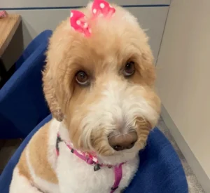 Goldendoodle sitting in a blue chair inside ALX Community, a dog-friendly coworking space in Alexandria, VA.